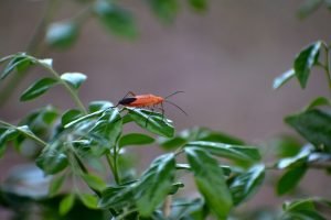 What Do Boxelder Bugs Eat? Understanding the Boxelder Bug Diet ...