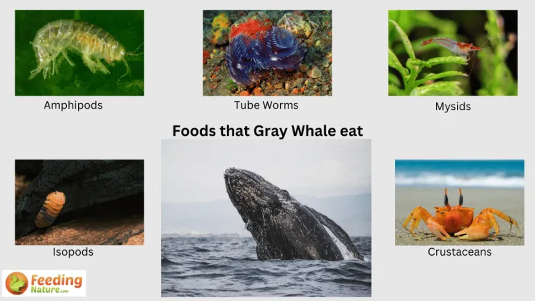 what do gray whales eat