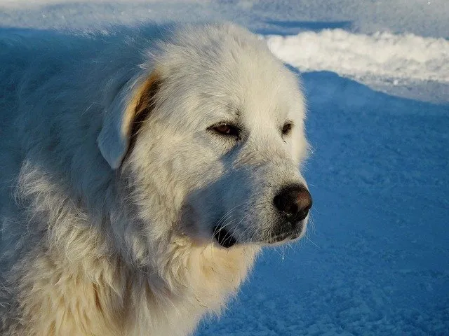 what do great pyrenees eat?