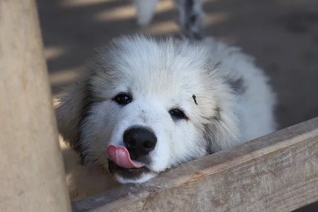 what do great pyrenees eat