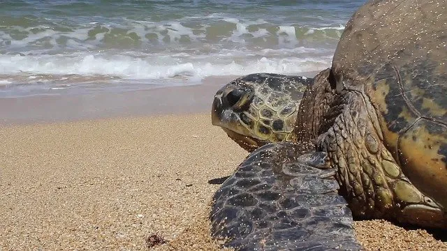 what do hawaiian sea turtles eat