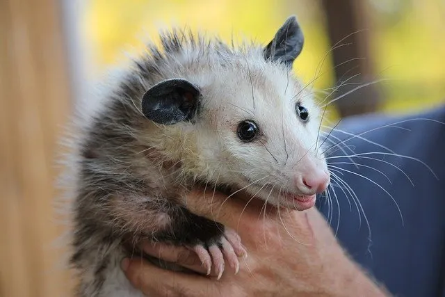 what do possums eat