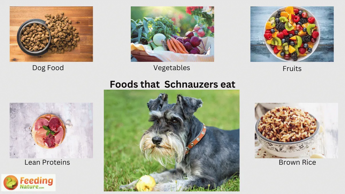 What Do Schnauzers Eat? Nourishing Your Schnauzer Feeding Nature