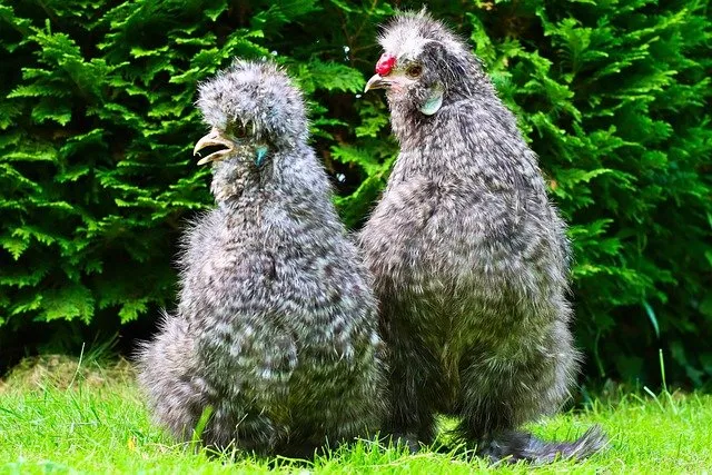 what do silkie chickens eat