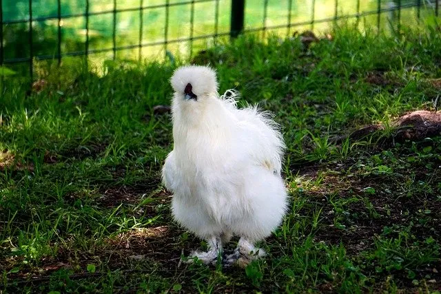 what do silkie chickens eat