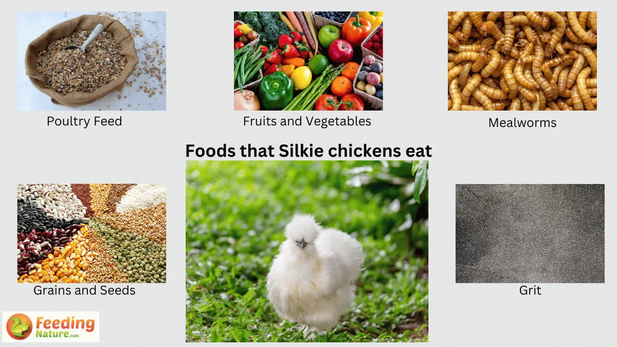 What Do Silkie Chickens Eat? A Guide to Their Dietary Needs Feeding Nature