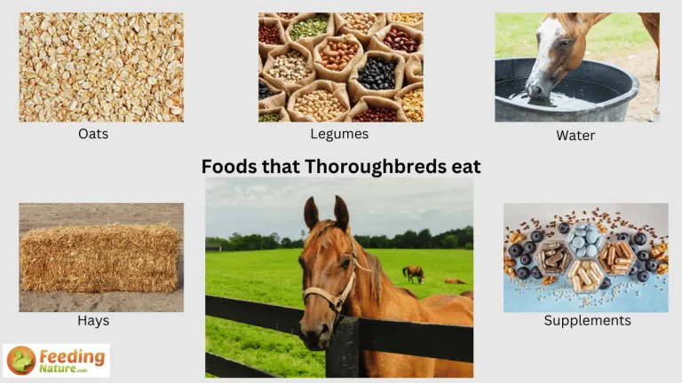 what do thoroughbreds eat