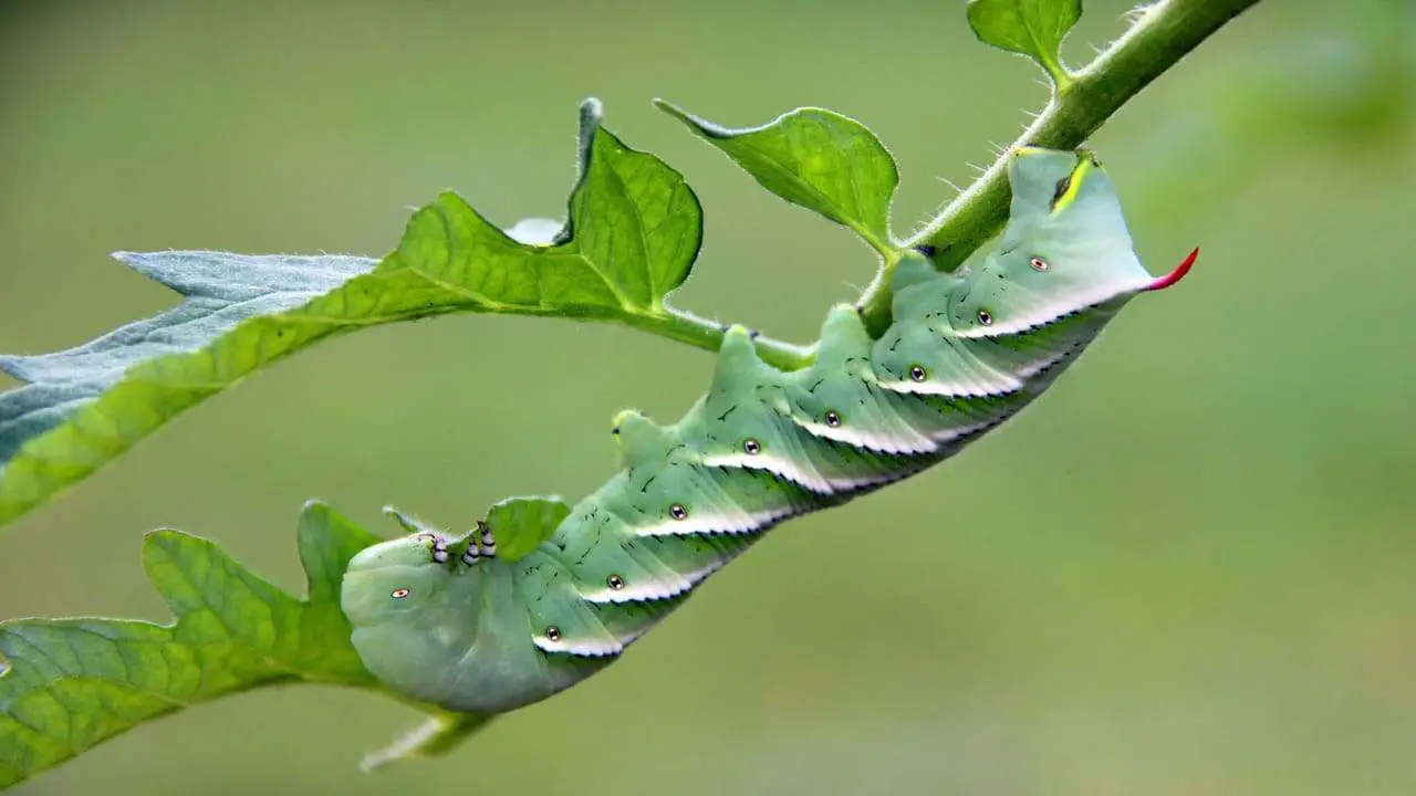 What Do Hornworms Eat [HORNWORMS FOOD HABITS]