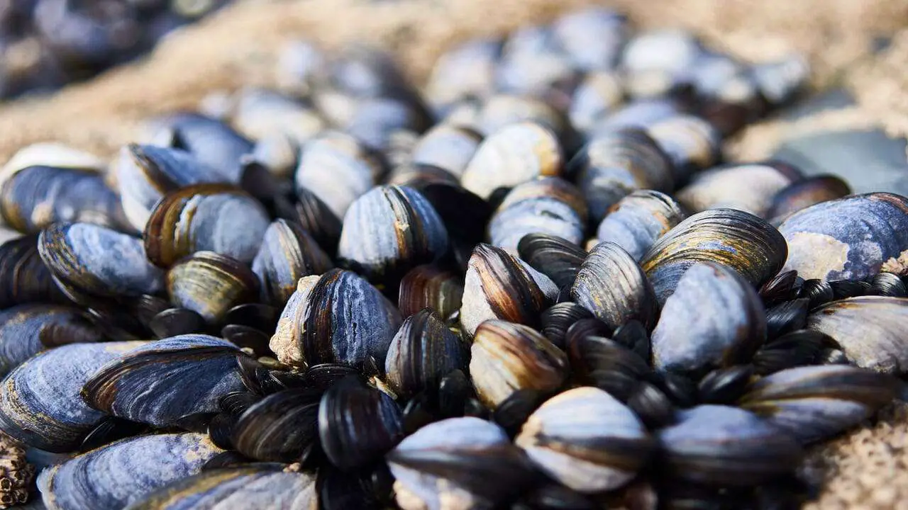 What Do Mussels Eat Seasonal Food Habits Of Mussels Feeding Nature