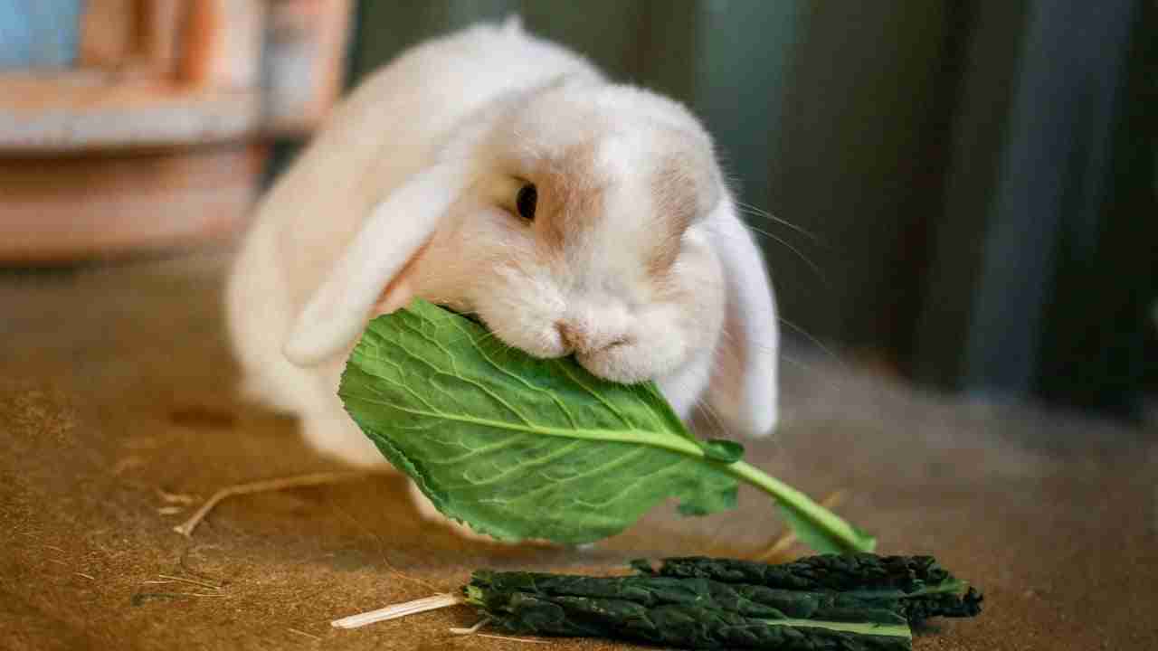 What Do Bunnies Eat [Favorite Foods YearRound]