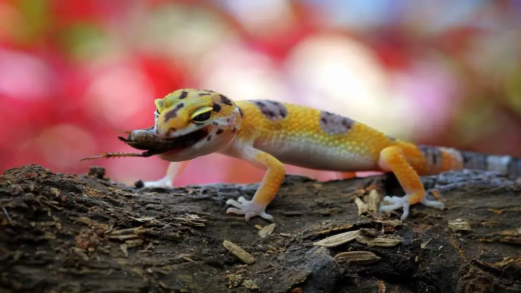 type of geckos