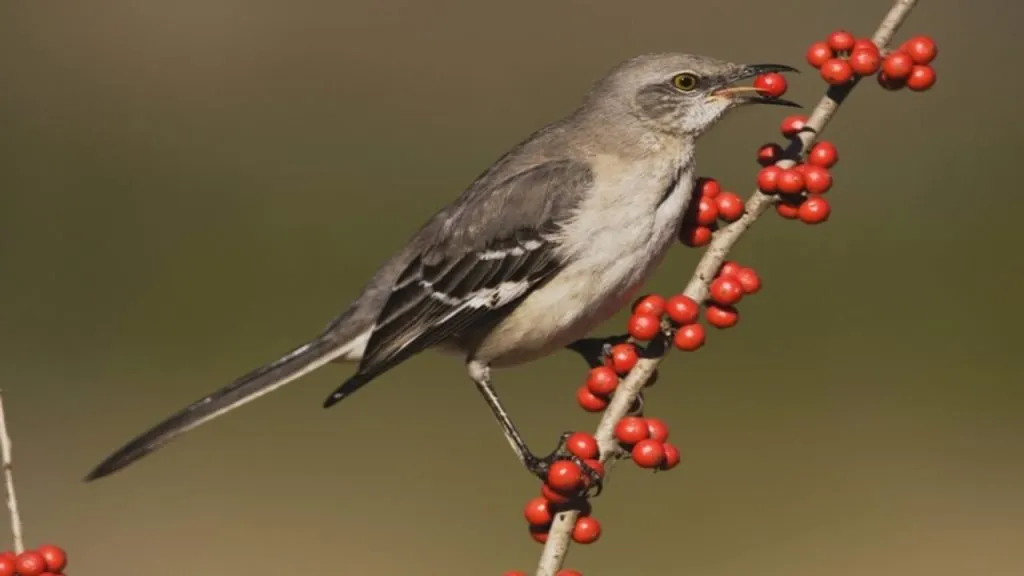 mocking-bird eating berries