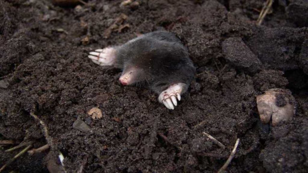 moles eat