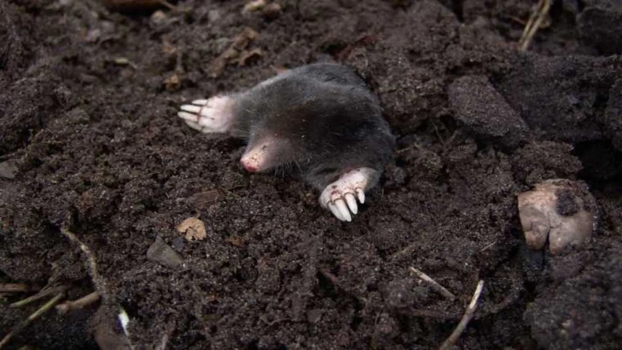 What Do Moles Eat [Year-Round food habits]