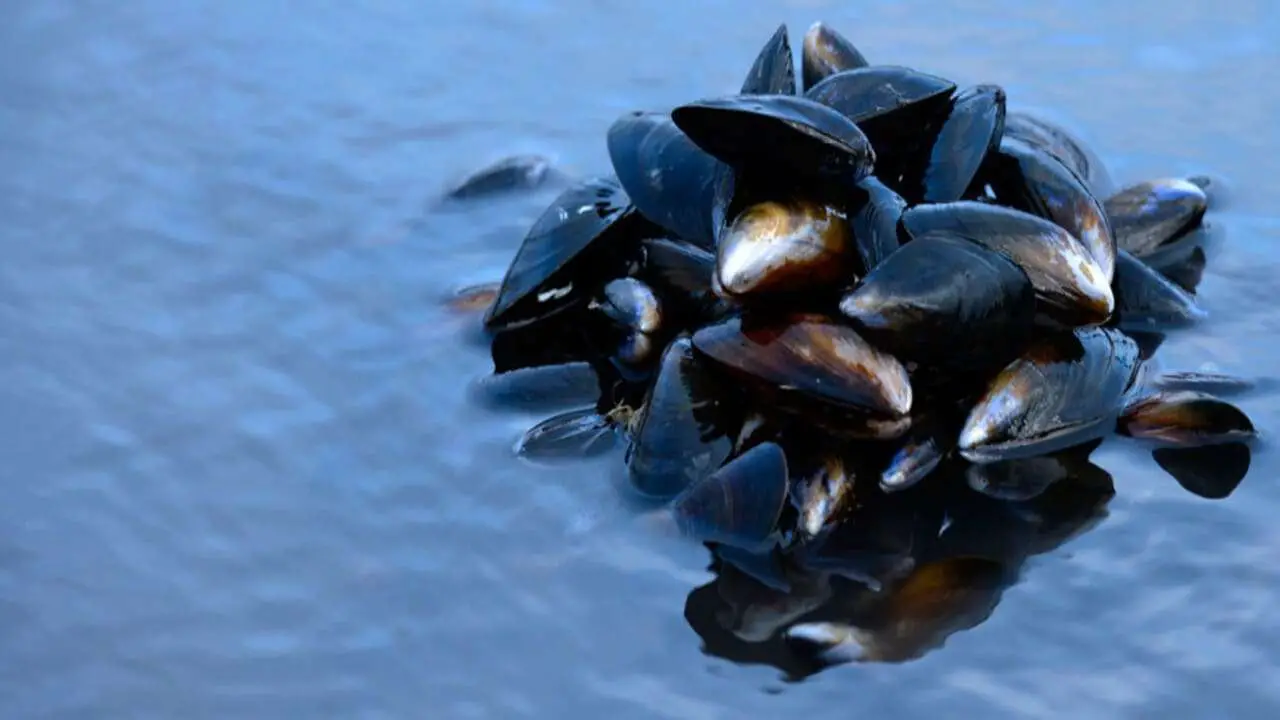 What Do Mussels Eat [Seasonal food habits of mussels] Feeding Nature