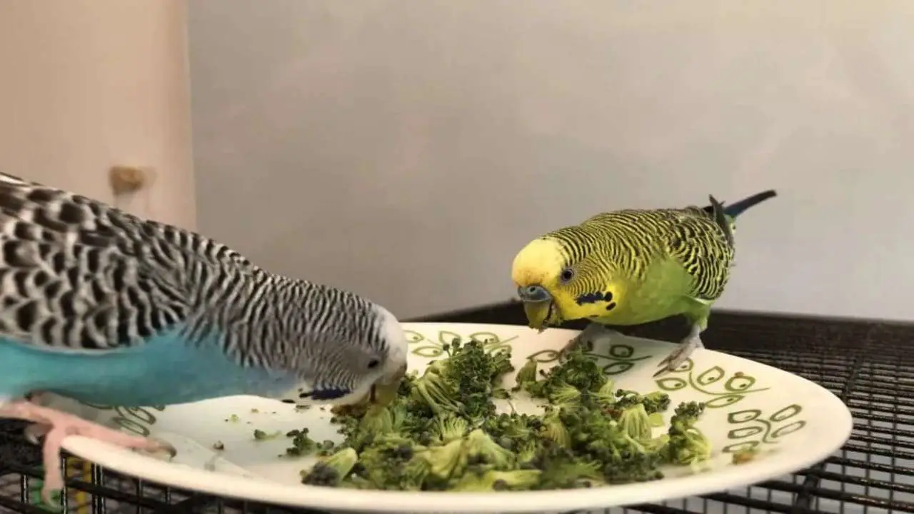 What Do Parakeets Eat [Food Habits of Parakeet]