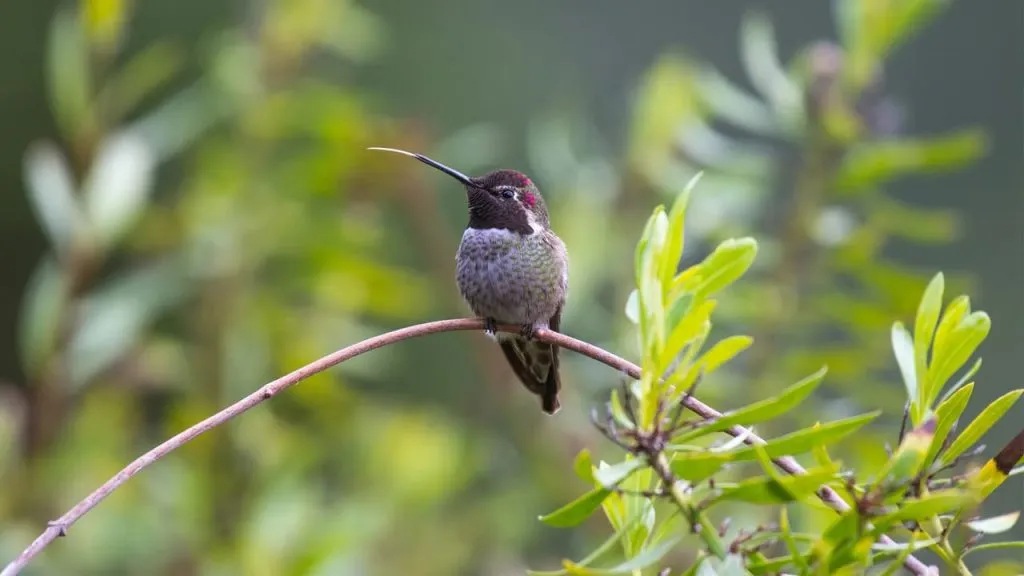 Hummingbirds eating
