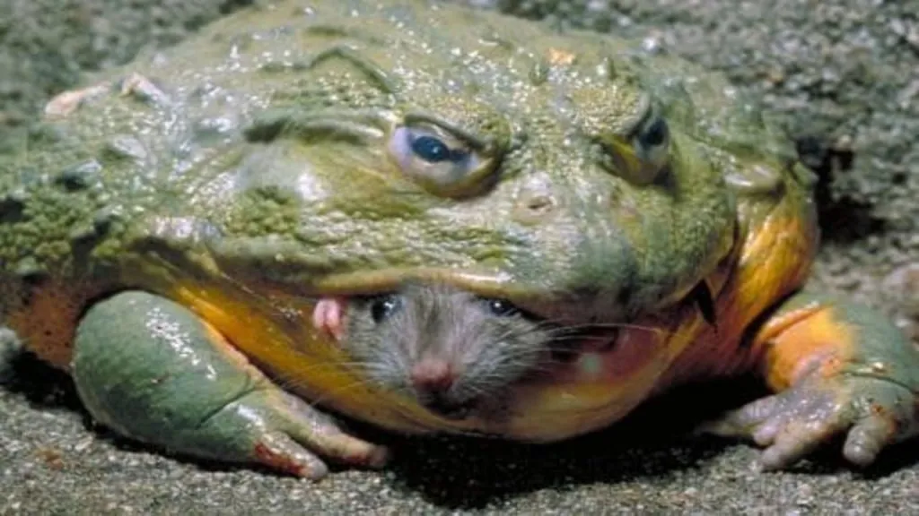 bullfrog eating mice