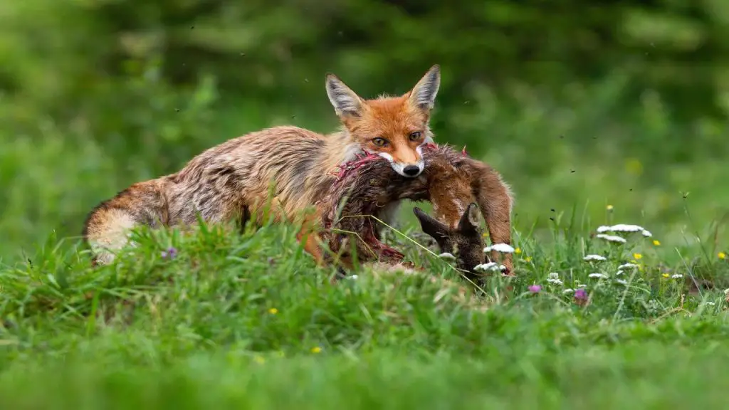 fox eating