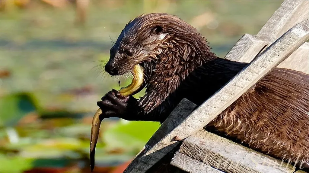 otters eating snake