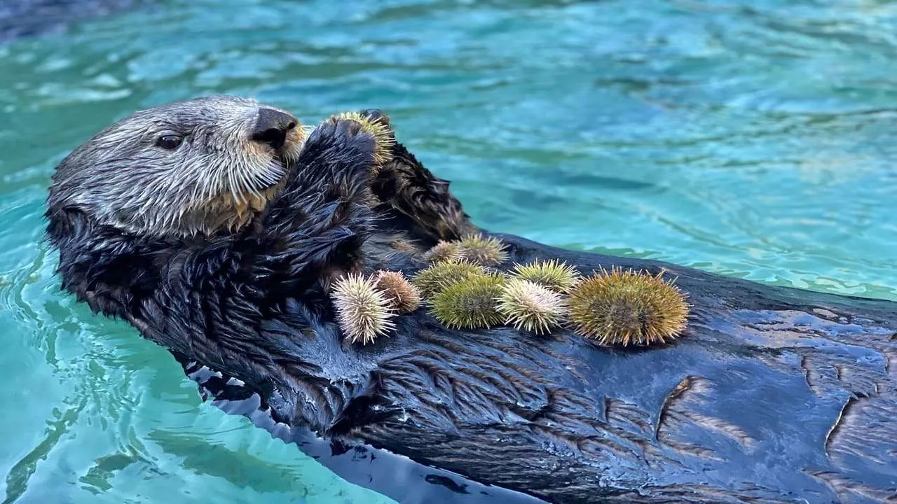 What Do Otters Eat [20+ Foods They Feed On]