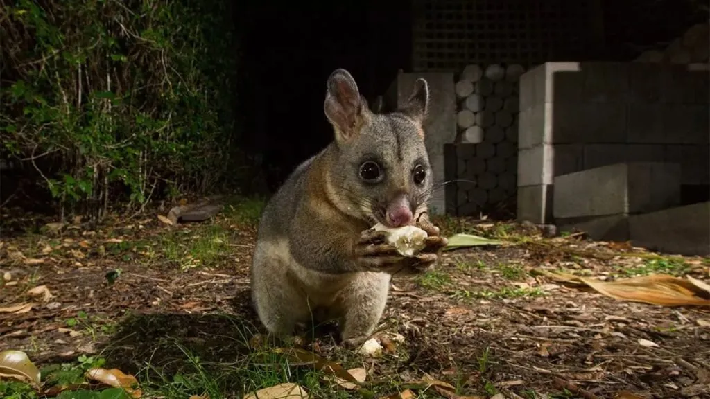 possum eating