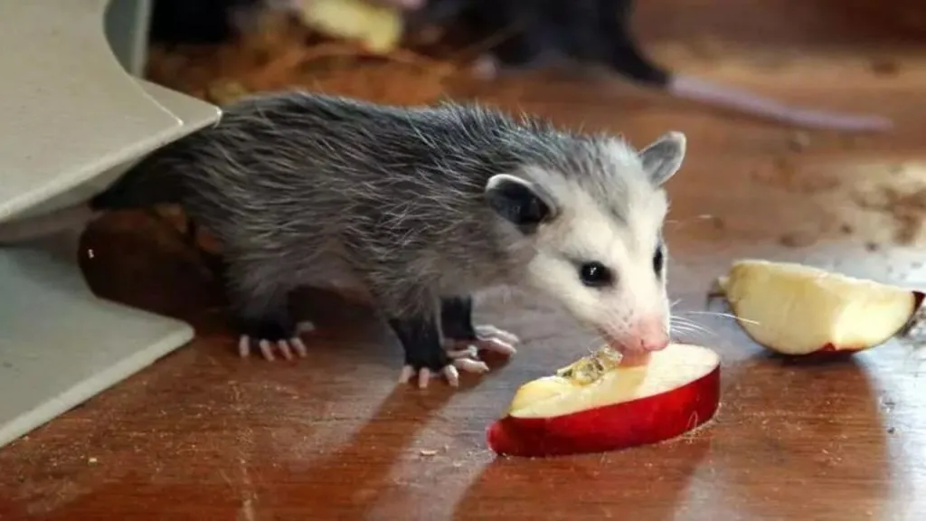possums eating apple