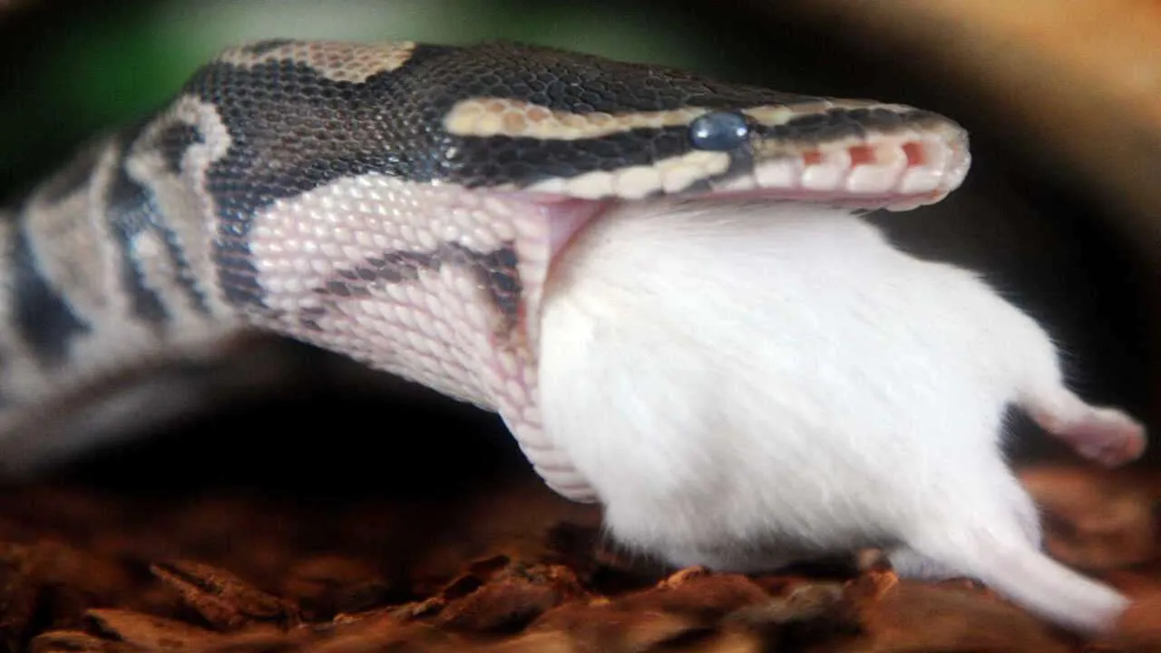 What Do Pythons Eat [Diet & Facts]