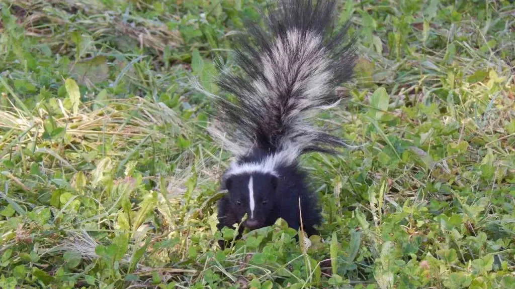 skunks on grass