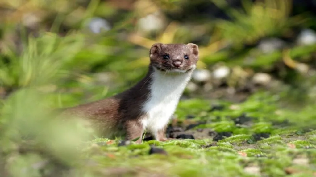 weasel in forest