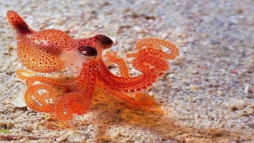 Baby-Octopus
