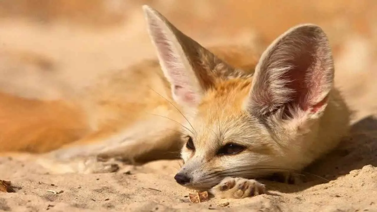 What Do Fennec Foxes Eat [Diet & Facts]