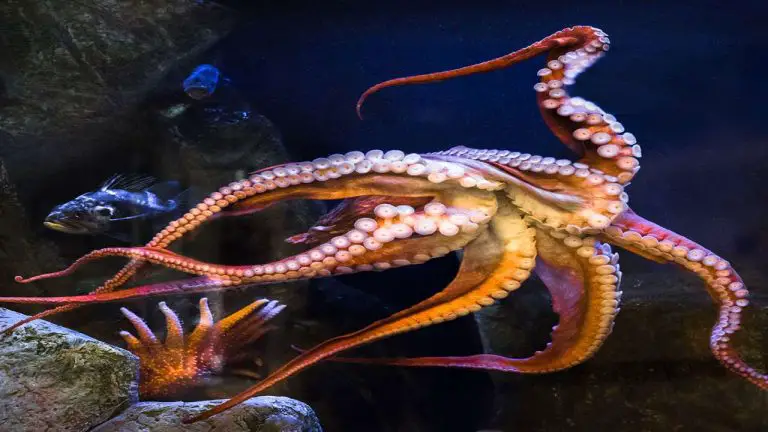 What Do Giant Pacific Octopuses Eat [Diet & Facts]