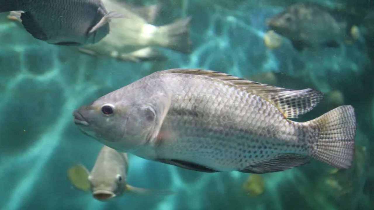 What Does Tilapia Eat [Diet & Facts]