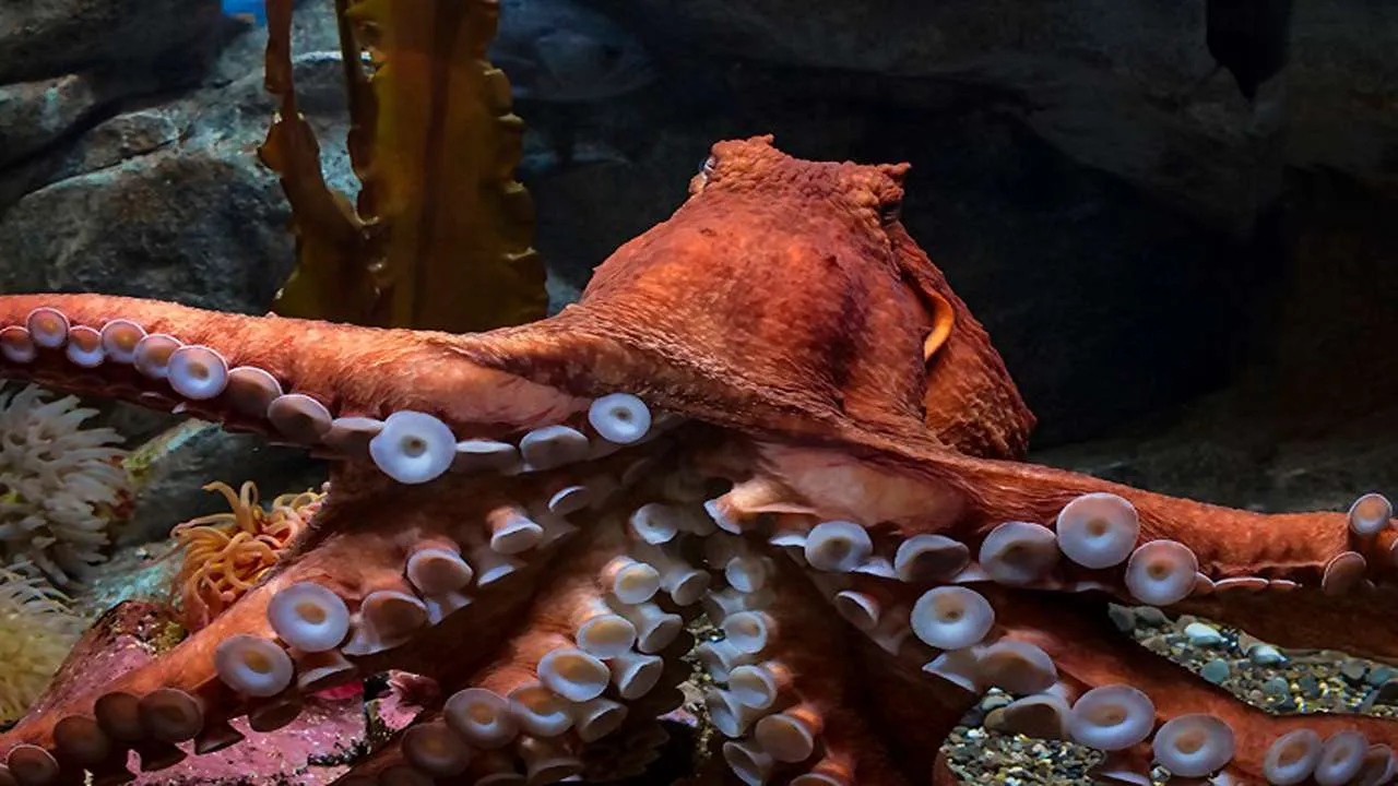 What Do Giant Pacific Octopuses Eat [Diet & Facts]