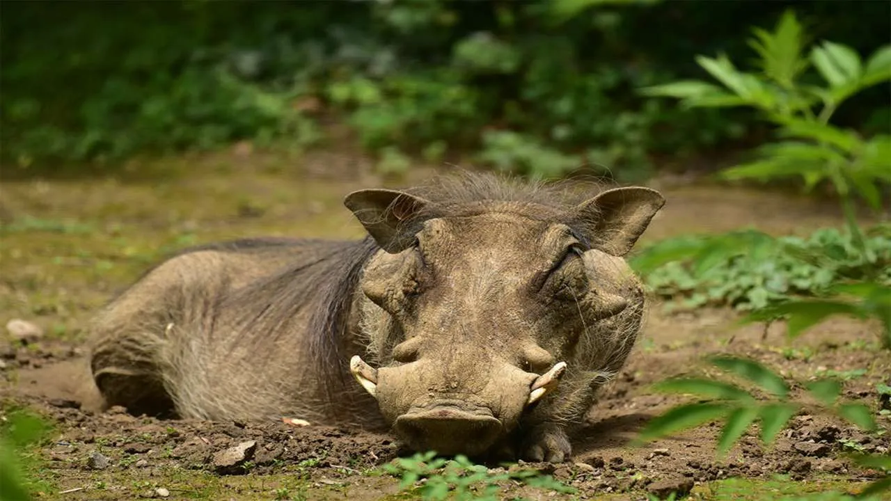 Where Do Warthogs Live [Habitat & Facts]