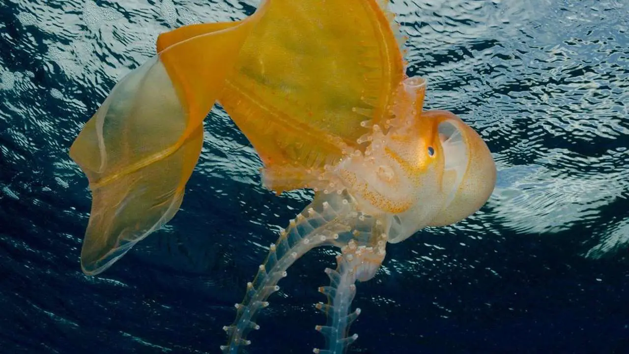 What Do Blanket Octopuses Eat [10+ Foods They Love]