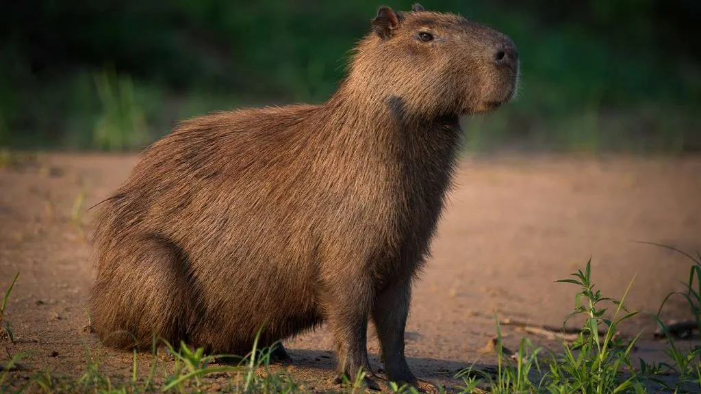 capybaras