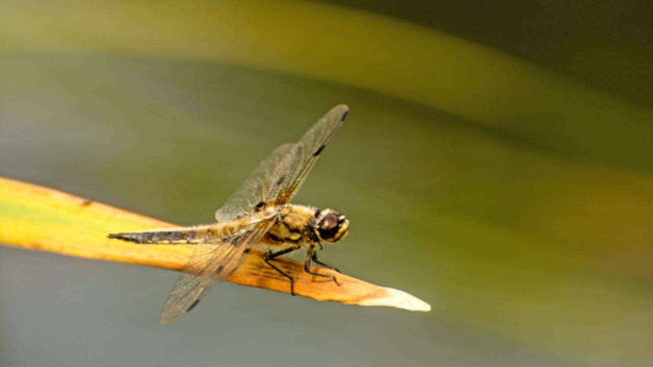 What Do Dragonflies Eat [15+ Foods They Love]