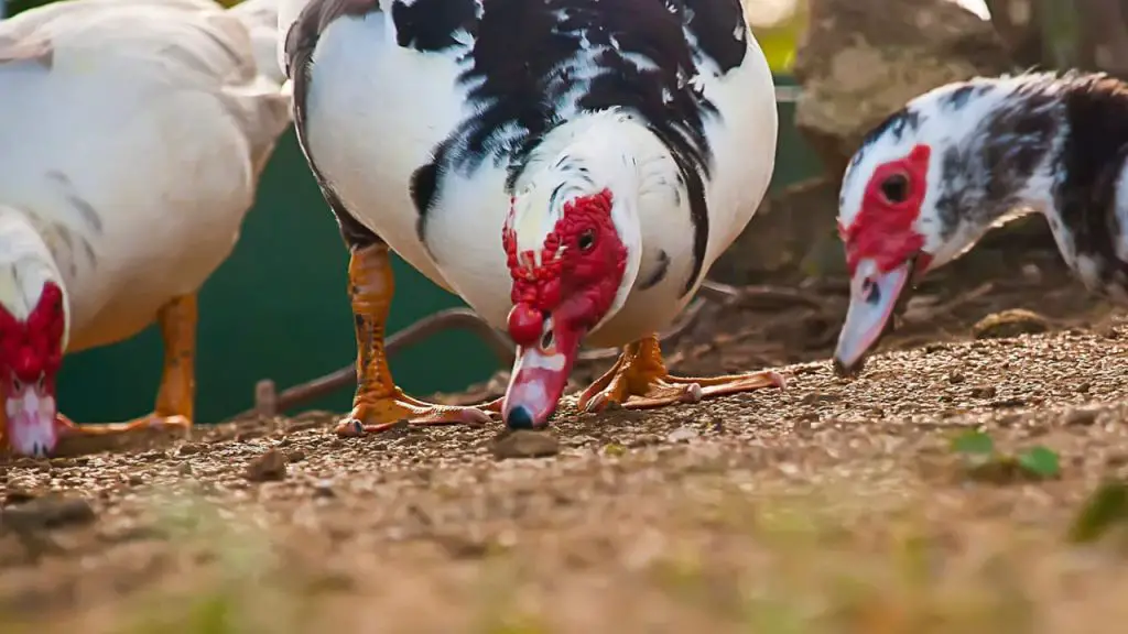 The Hunting Habits of Muscovy Ducks