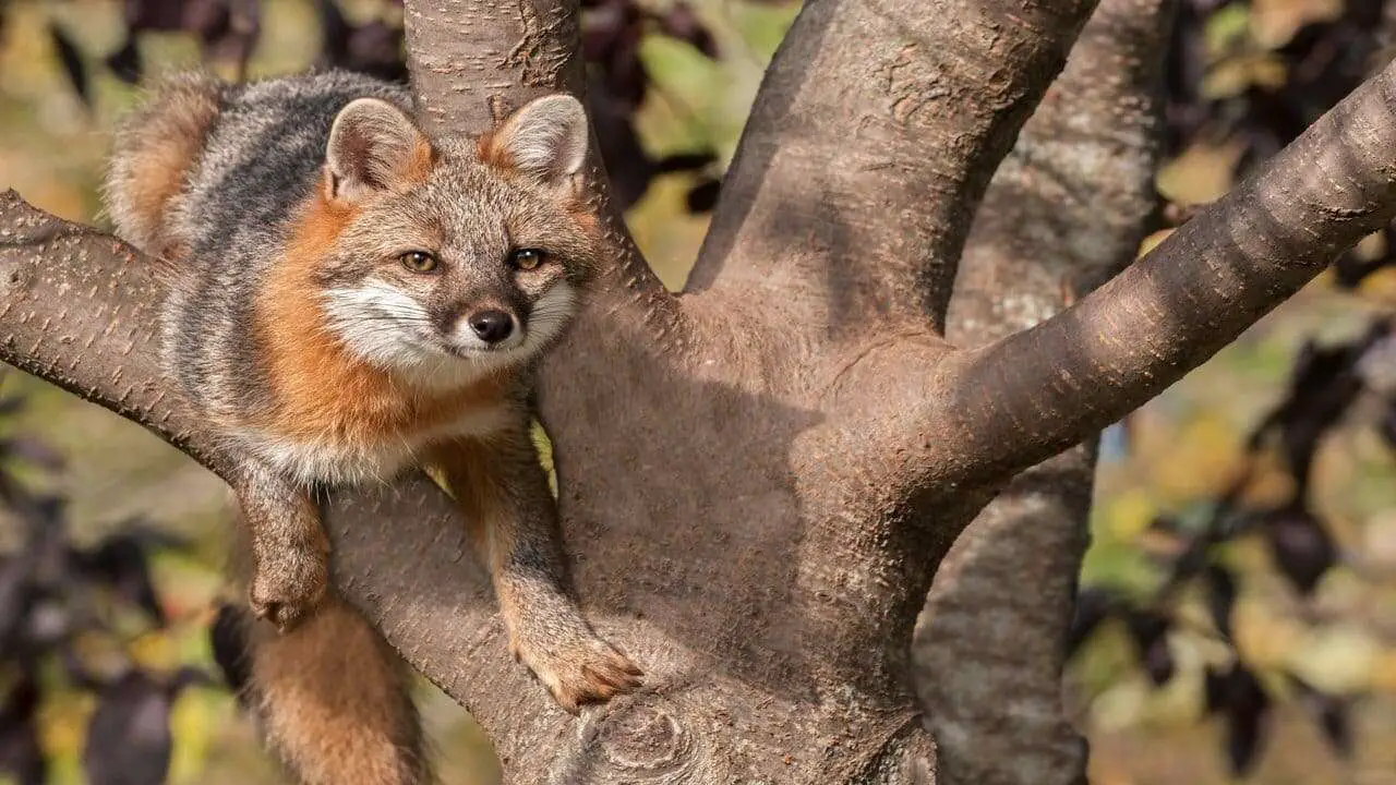 What Do Gray Foxes Eat [15+ Favorite Foods of Gray Foxes]