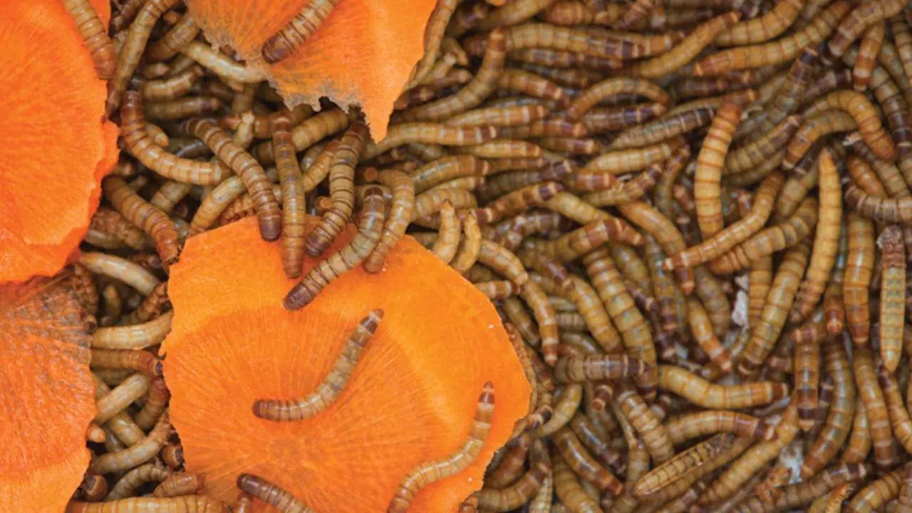 What Do Mealworms Eat [10+ Foods They Feed On]