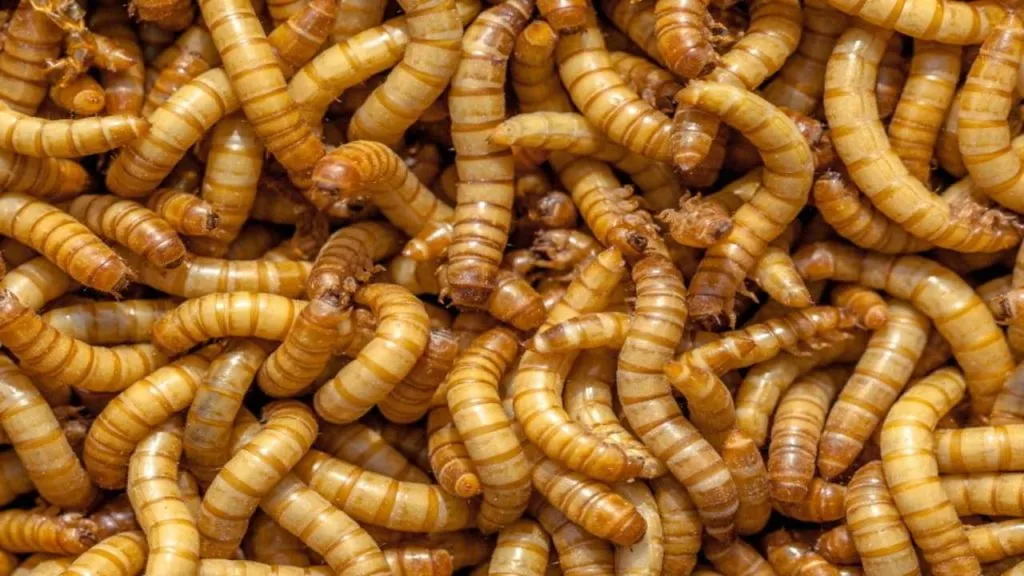 How Do Mealworms Find Their Food: The Hunting Method