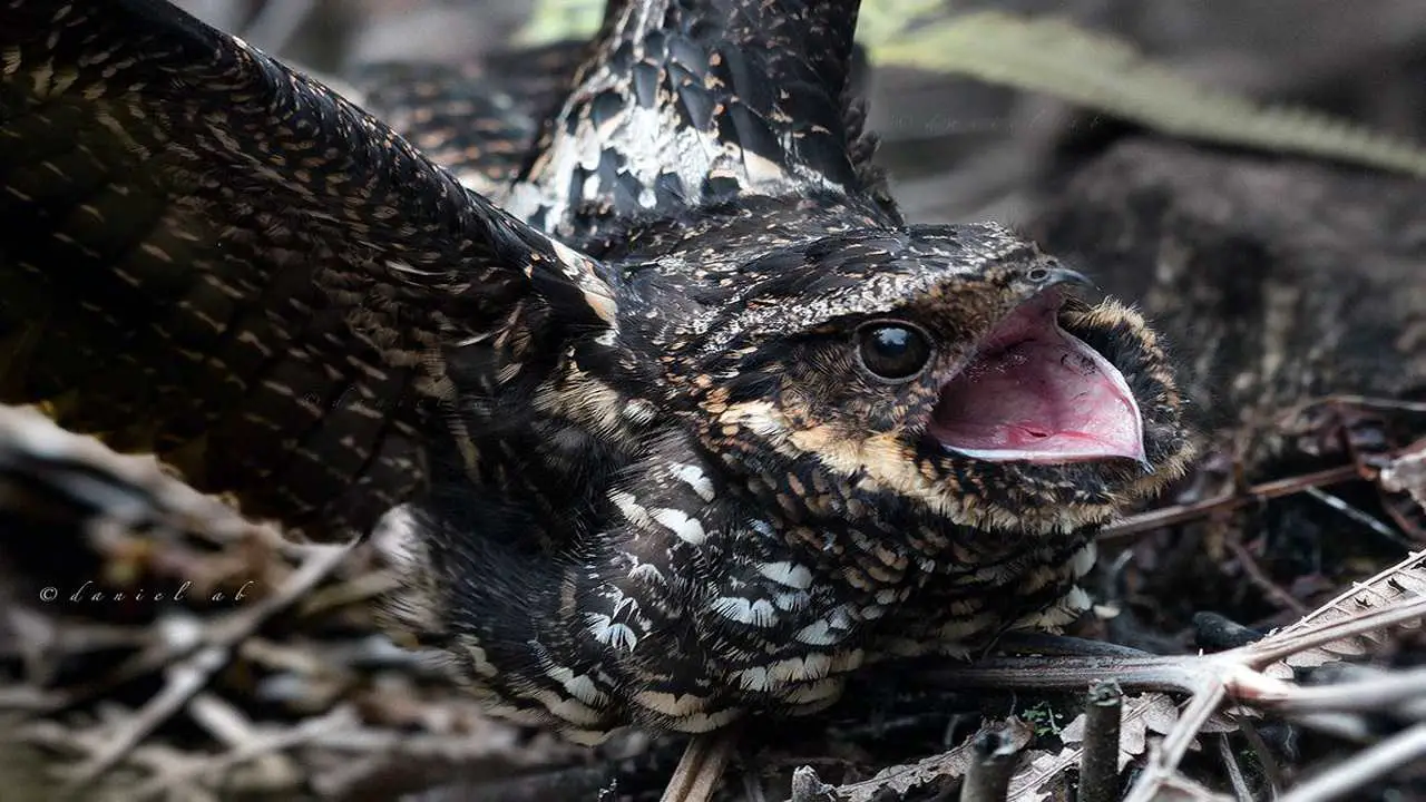 What Do Nightjars Eat [10+ Foods They Eat]