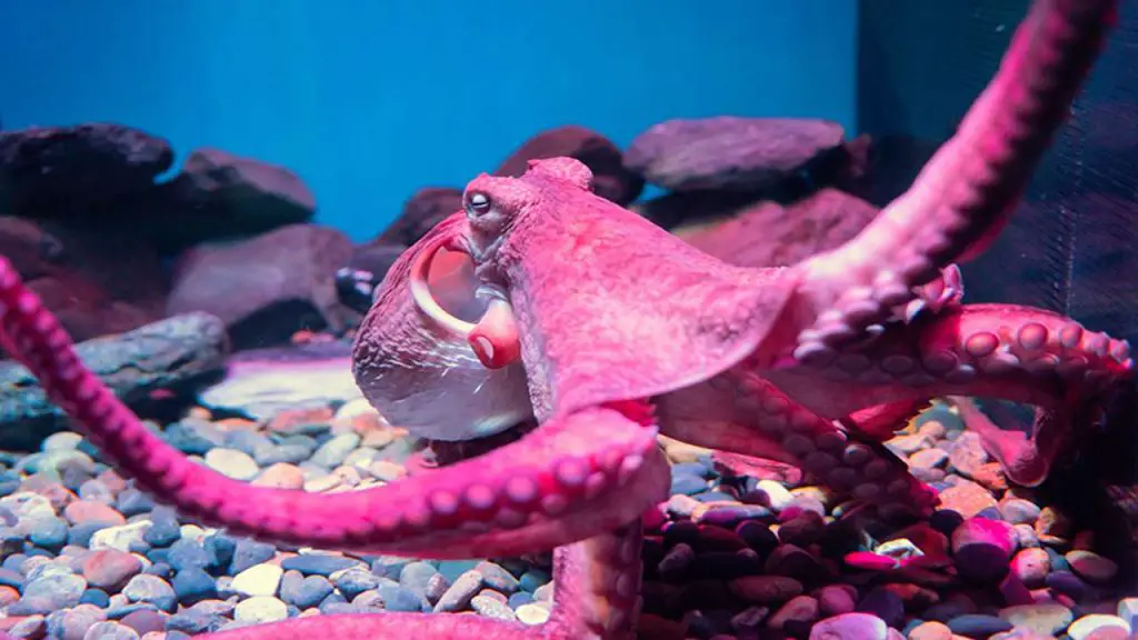 What Do Pet Octopus Eat [Diet & Facts]
