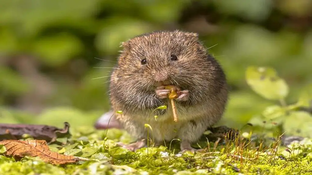 vole eating