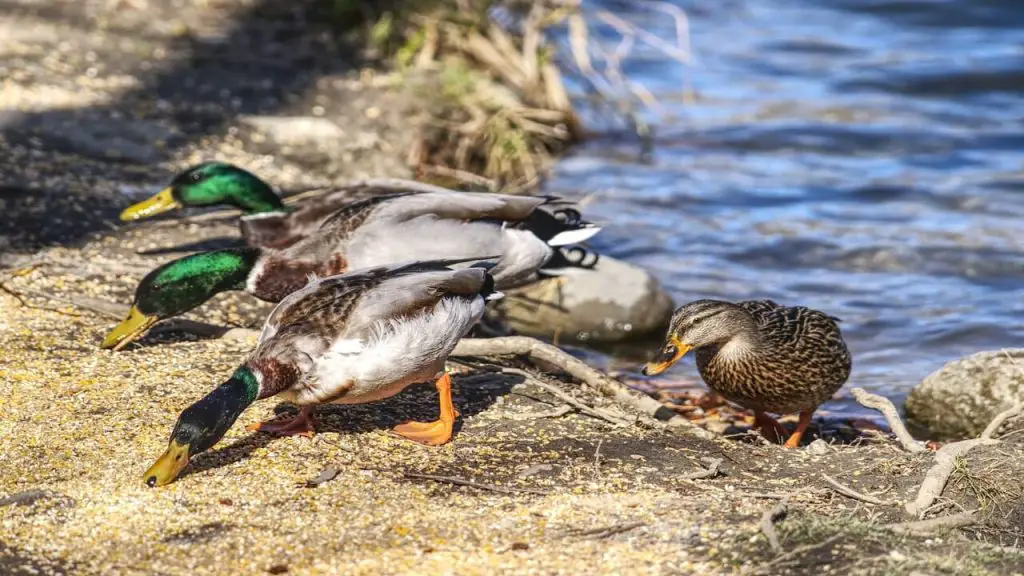 wild-ducks near a pond