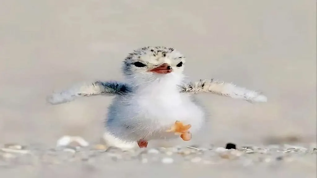 Baby-Seagulls