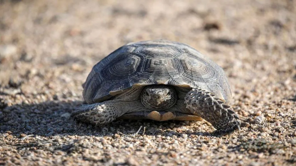 habitat of baby-tortoise