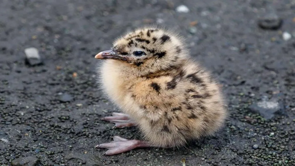 baby seagull